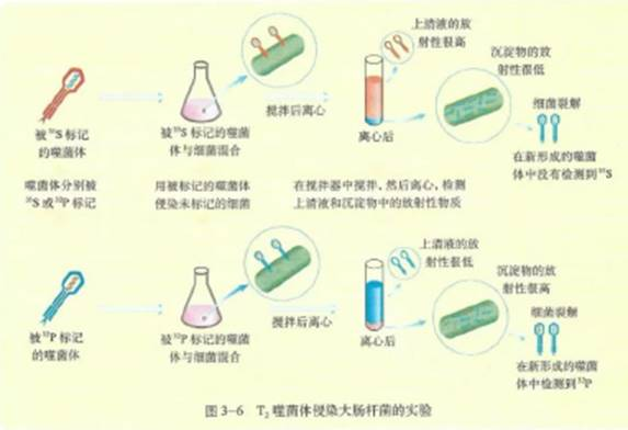 幼儿中小学面试,历年真题,教师资格证考试《高中生物专业面试》真题汇编