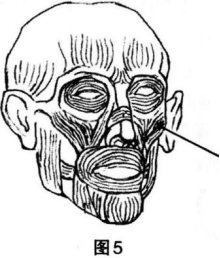 中学美术学科知识与教学能力,章节练习,基础复习,初级中学