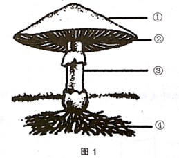 中学生物学科知识与教学能力,章节练习,基础复习,初中生物专项训练