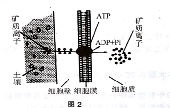 中学生物学科知识与教学能力,章节练习,基础复习,初中生物专项训练