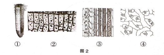 中学生物学科知识与教学能力,章节练习,基础复习,初中生物专项训练