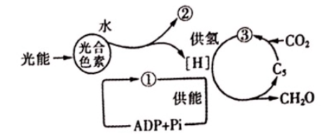 中学生物学科知识与教学能力,章节练习,基础复习,高中生物专项训练