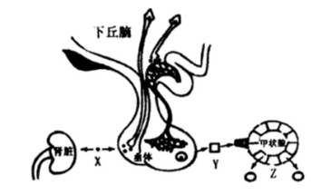 中学生物学科知识与教学能力,章节练习,基础复习,高中生物专项训练