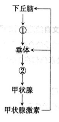 中学生物学科知识与教学能力,章节练习,基础复习,高中生物专项训练