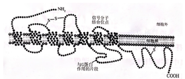 中学生物学科知识与教学能力,章节练习,基础复习,高中生物专项训练