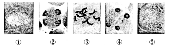 中学生物学科知识与教学能力,章节练习,基础复习,高中生物专项训练