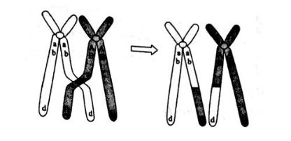 中学生物学科知识与教学能力,章节练习,基础复习,高中生物专项训练