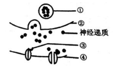 中学生物学科知识与教学能力,章节练习,基础复习,高中生物专项训练