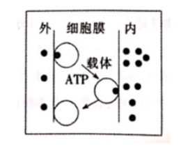 中学生物学科知识与教学能力,章节练习,基础复习,高级中学