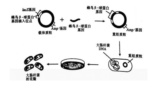 中学生物学科知识与教学能力,章节练习,基础复习,高中生物专项训练