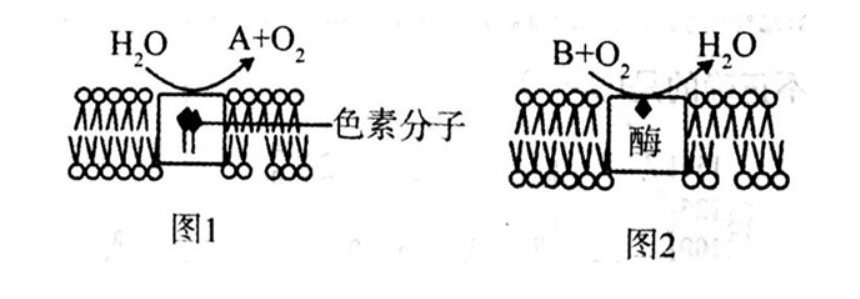 中学生物学科知识与教学能力,章节练习,基础复习,高中生物专项训练