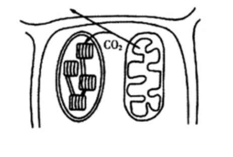 中学生物学科知识与教学能力,章节练习,基础复习,高中生物专项训练