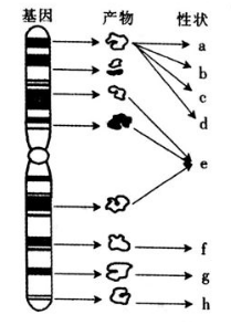 中学生物学科知识与教学能力,章节练习,基础复习,高中生物专项训练