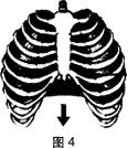 中学生物学科知识与教学能力,黑钻押题,2022年下半年教师资格《初中生物学科知识与教学能力》黑钻押题