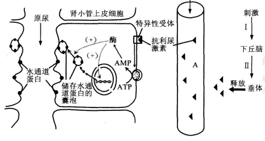 中学生物学科知识与教学能力,历年真题,2019年上半年教师资格证考试《生物学科知识与教学能力》（初级中学）真题