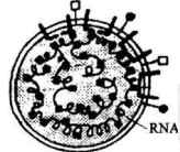 中学生物学科知识与教学能力,历年真题,2019年上半年教师资格证考试《生物学科知识与教学能力》（高级中学）真题