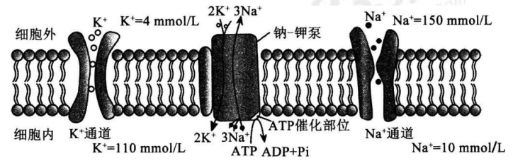 中学生物学科知识与教学能力,历年真题,2019年上半年教师资格证考试《生物学科知识与教学能力》（高级中学）真题