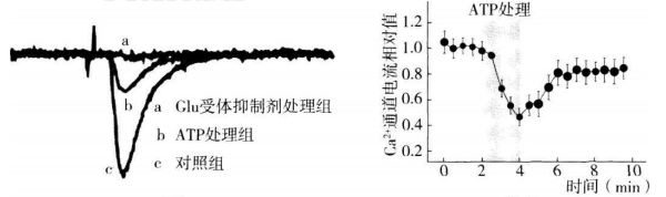 中学生物学科知识与教学能力,历年真题,2019年上半年教师资格证考试《生物学科知识与教学能力》（高级中学）真题