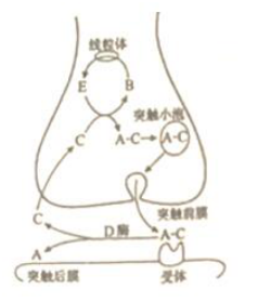 中学生物学科知识与教学能力,历年真题,2020年教师资格证考试《生物学科知识与教学能力》（高级中学）真题