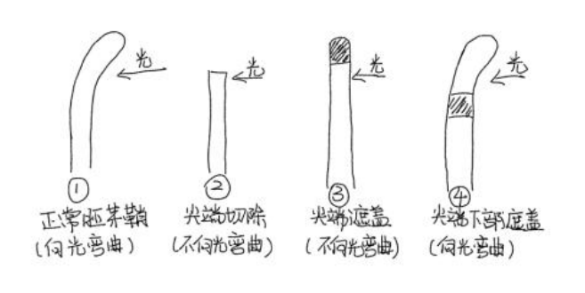 中学生物学科知识与教学能力,历年真题,2020年教师资格证考试《生物学科知识与教学能力》（高级中学）真题