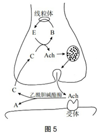 中学生物学科知识与教学能力,历年真题,2019年下半年教师资格证考试《生物学科知识与教学能力》（高级中学）真题