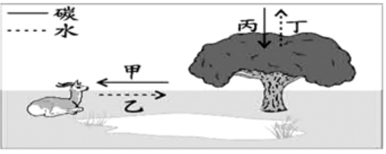 中学生物学科知识与教学能力,历年真题,2021年下半年教师资格《生物学科知识与教学能力》（初级中学）真题