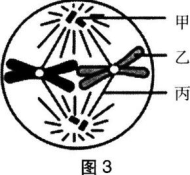 中学生物学科知识与教学能力,章节练习,基础复习,初级中学