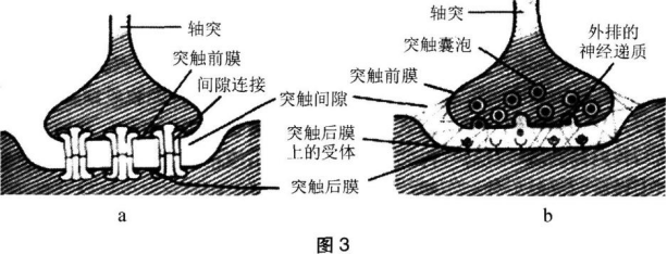 中学生物学科知识与教学能力,章节练习,基础复习,初级中学