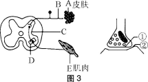 中学生物学科知识与教学能力,章节练习,基础复习,初级中学