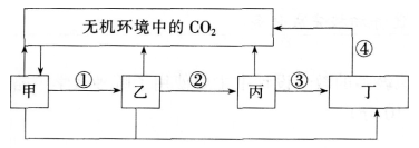 中学生物学科知识与教学能力,章节练习,基础复习,高级中学