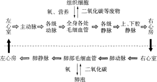 中学生物学科知识与教学能力,章节练习,基础复习,初级中学