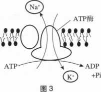 中学生物学科知识与教学能力,章节练习,基础复习,高级中学