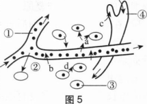 中学生物学科知识与教学能力,章节练习,基础复习,高级中学