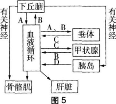 中学生物学科知识与教学能力,章节练习,基础复习,高级中学 中学生物学科知识与教学能力,章节练习,基础复习,高级中学