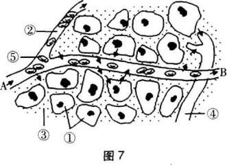 中学生物学科知识与教学能力,章节练习,基础复习,高级中学 中学生物学科知识与教学能力,章节练习,基础复习,高级中学
