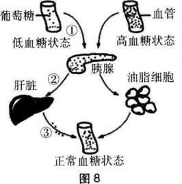 中学生物学科知识与教学能力,章节练习,基础复习,高级中学 中学生物学科知识与教学能力,章节练习,基础复习,高级中学