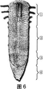 中学生物学科知识与教学能力,章节练习,基础复习,初级中学
