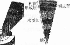 中学生物学科知识与教学能力,章节练习,基础复习,初级中学