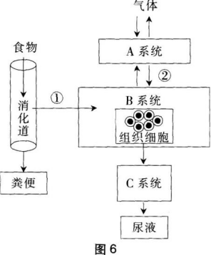 中学生物学科知识与教学能力,章节练习,基础复习,初级中学