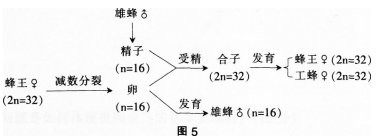 中学生物学科知识与教学能力,章节练习,基础复习,初级中学