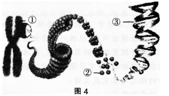 中学生物学科知识与教学能力,章节练习,基础复习,初级中学