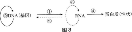 中学生物学科知识与教学能力,章节练习,基础复习,初级中学