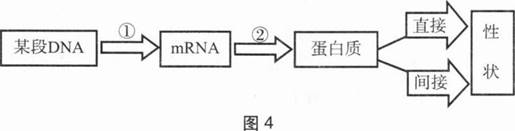 中学生物学科知识与教学能力,章节练习,基础复习,初级中学