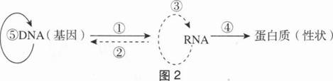 中学生物学科知识与教学能力,章节练习,基础复习,初级中学