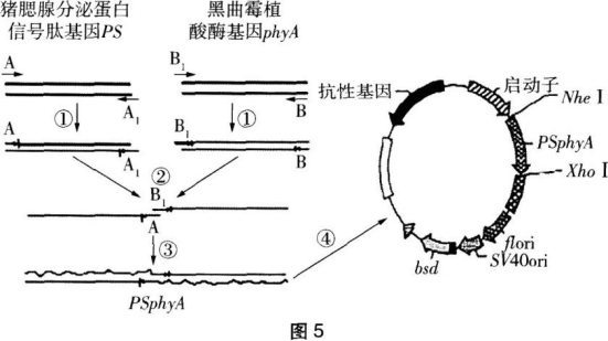 中学生物学科知识与教学能力,章节练习,基础复习,初级中学