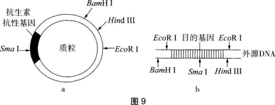 中学生物学科知识与教学能力,章节练习,基础复习,初级中学