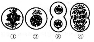 中学生物学科知识与教学能力,章节练习,基础复习,高级中学