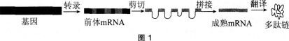 中学生物学科知识与教学能力,章节练习,基础复习,高级中学
