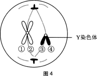 中学生物学科知识与教学能力,章节练习,基础复习,高级中学