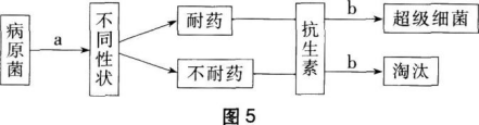 中学生物学科知识与教学能力,章节练习,基础复习,高级中学